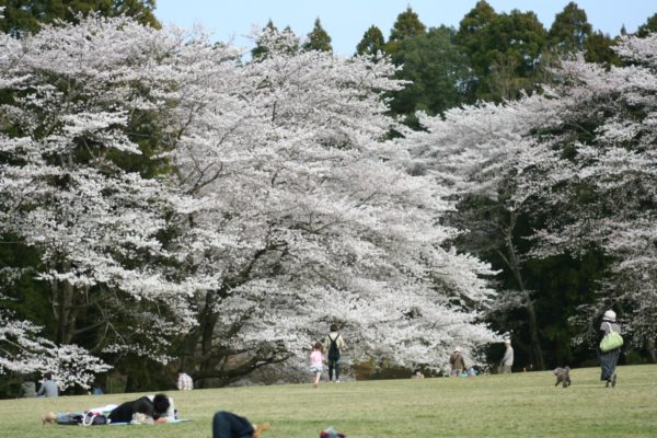 泉自然公園　桜