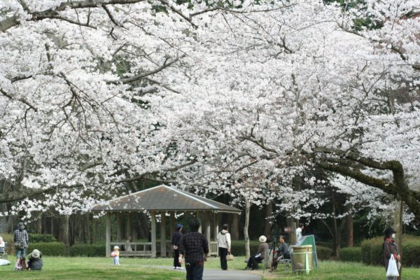 泉自然公園　桜