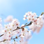 千葉市桜の名所やおすすめの穴場情報！2019年のお花見イベントと開花予測も