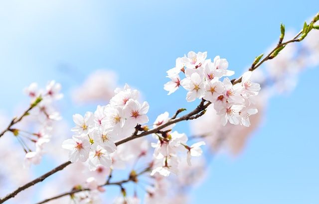 千葉市桜の名所やおすすめの穴場情報！2019年のお花見イベントと開花予測も